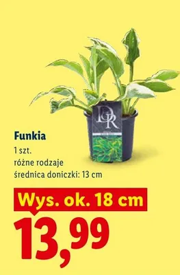 Funkia promocja w Lidl