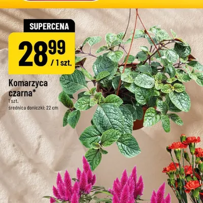 Komarzyca czarna promocja w POLOmarket