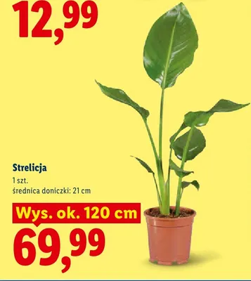 Strelicja promocja w Lidl