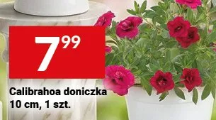 Calibrahoa doniczka 10 cm promocja w Twój Market
