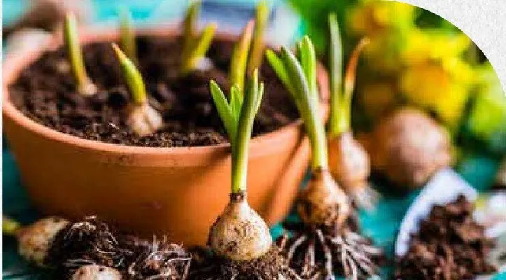 Katalog ogród, strona 122 promocja w Bricomarche