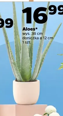 Aloes promocja w Netto