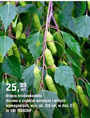 Brzoza brodawkowata drzewo o szybkim wzroście i małych wymaganiach promocja w OBI