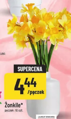 Żonkile promocja w POLOmarket