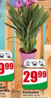 Kurkuma doniczka 14cm wysokość 45cm promocja w Dino