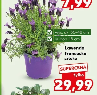 Lawenda francuska promocja w Kaufland