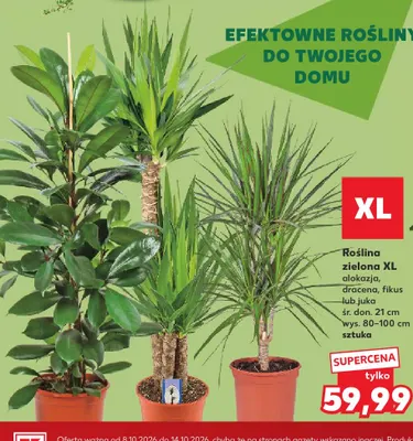 Roślina zielona Xl juka promocja w Kaufland