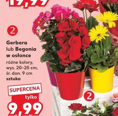 Kwiat w osłonce promocja w Kaufland