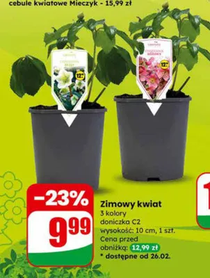 Zimowy kwiat 5 kolory doniczka C2 wysokość: 10 cm promocja w Dino