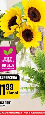 Słoneczniki promocja w POLOmarket