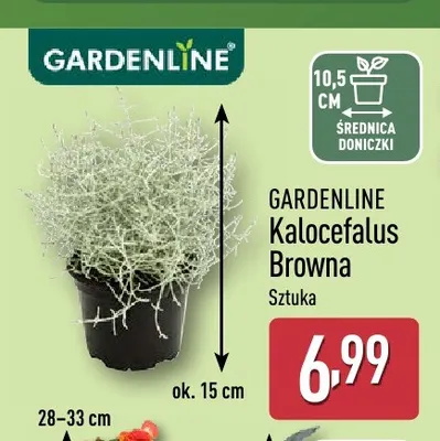Kalocefalus Browna Gardenline promocja w Aldi