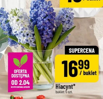 Hiacynt promocja w POLOmarket
