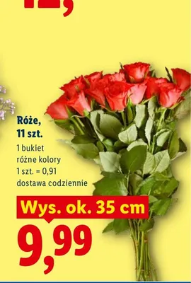Róże 11-pak wys. ok. 35 cm promocja w Lidl