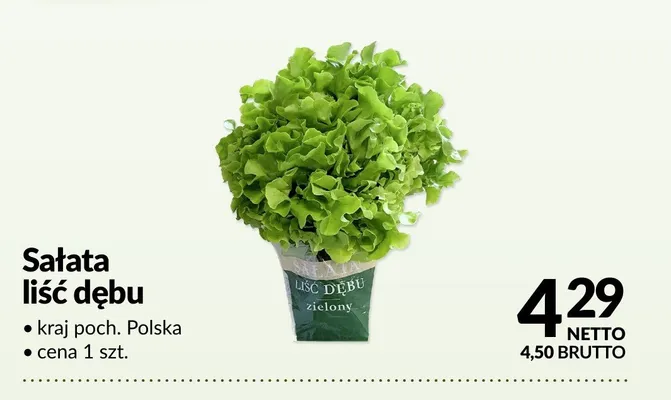 Sałata liść dębu promocja w Makro