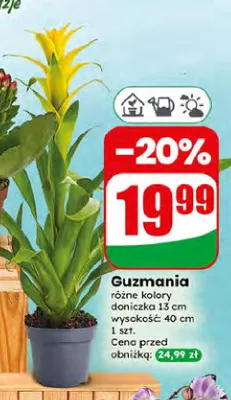 Guzmania promocja w Dino