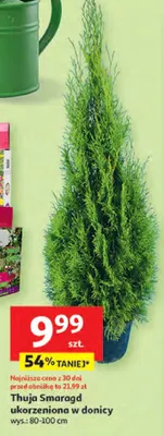Thuja Smaragd ukorzeniiona w donicy promocja w Auchan