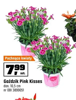 Goździk Pink Kisses don. 10,5cm promocja w OBI