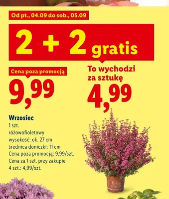 Wrzosiec różowofioletowy promocja w Lidl