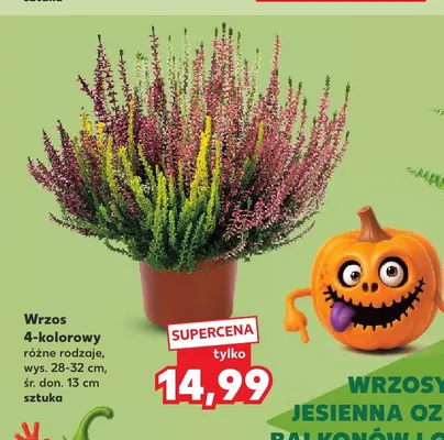 Wrzos 4-kolorowy promocja w Kaufland