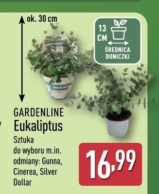 Eukaliptus Gardenline promocja w Aldi