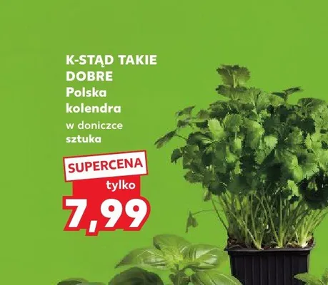 Kolendra w doniczce K-Stąd Takie Dobre promocja w Kaufland