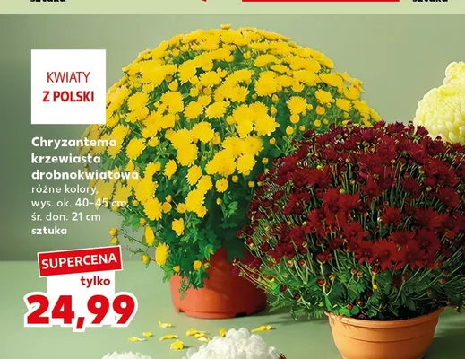 Chryzantema krzewiasta drobnokwiatowa promocja w Kaufland