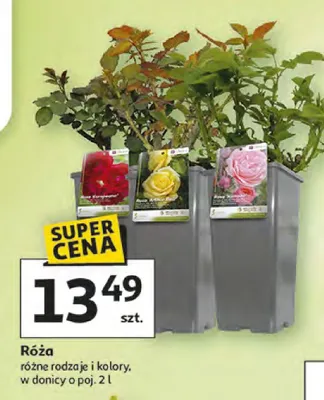 Róża różne rodzaje i kolory promocja w Auchan
