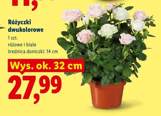 Różyczki dwukolorowe promocja w Lidl