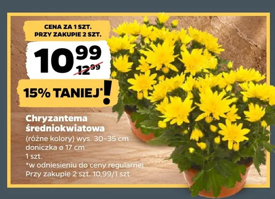 Chryzantema średniokwiatowa promocja w Netto