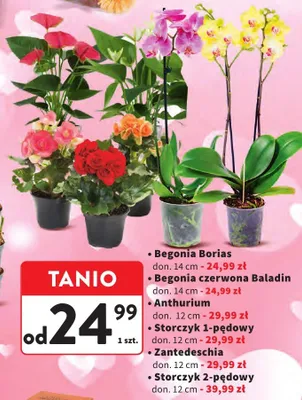 Anthurium doniczkowe 12cm promocja w Intermarche