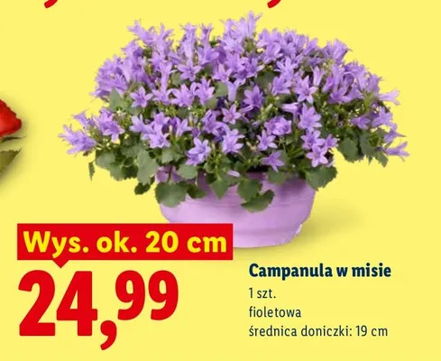 Campanula w misie promocja w Lidl