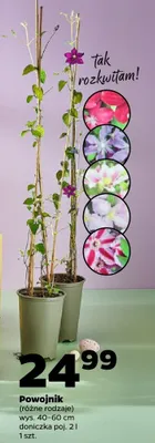 Powojnik promocja w Netto