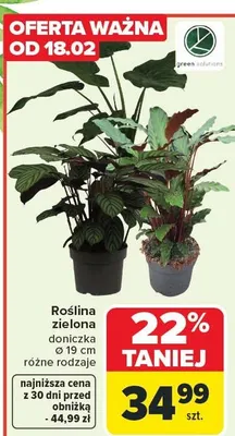 Roślina zielona ALOCASIA, STRELITZIA promocja w Carrefour