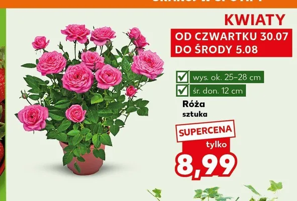 Róża promocja w Kaufland