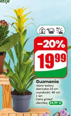 Guzmania promocja w Dino