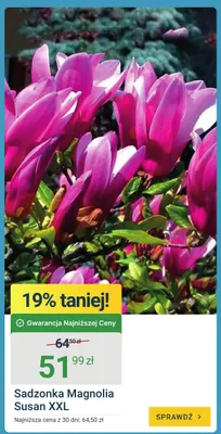 Sadzonka Magnolia Susan XXL promocja w ERLI