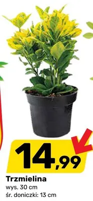 Trzmielina promocja w Bricomarche