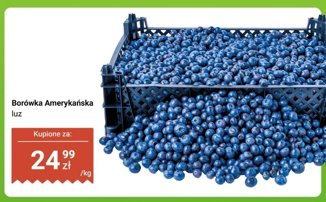 Borówka amerykańska promocja w Dino