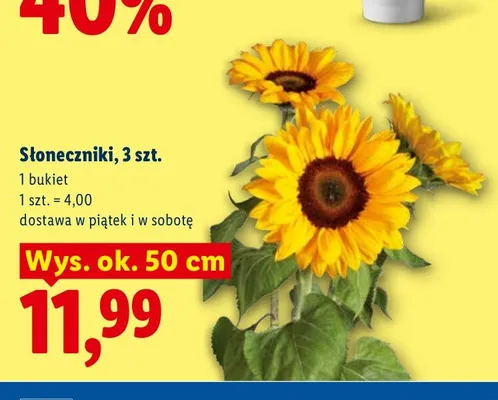 Słoneczniki 3-pak promocja w Lidl