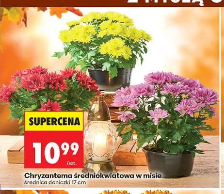 Chryzantema średniokwiatowa w misie promocja w Biedronka