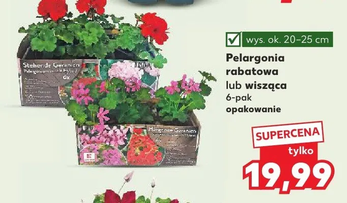 Pelargonia rabatowa lub wisząca 6-pak promocja w Kaufland