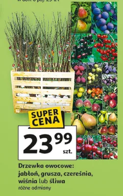 Drzewka owocowe: jabłoń, grusza, czereśnia, wiśnia lub śliwa promocja w Auchan