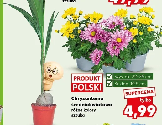Chryzantema średniokwiatowa promocja w Kaufland