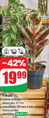 Fikus różne rodzaje promocja w Dino