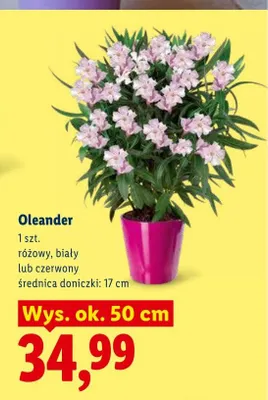 Oleander promocja w Lidl