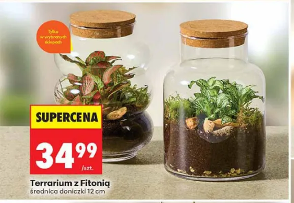 Terrarium z Fitonią promocja w Biedronka