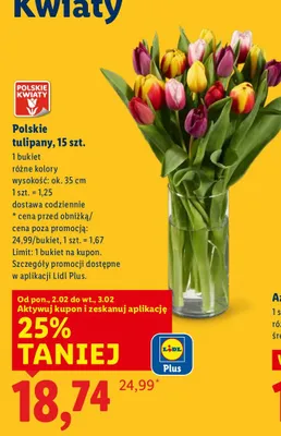 Polskie tulipany 15 szt. promocja w Lidl