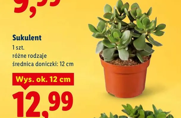 Sukulent promocja w Lidl