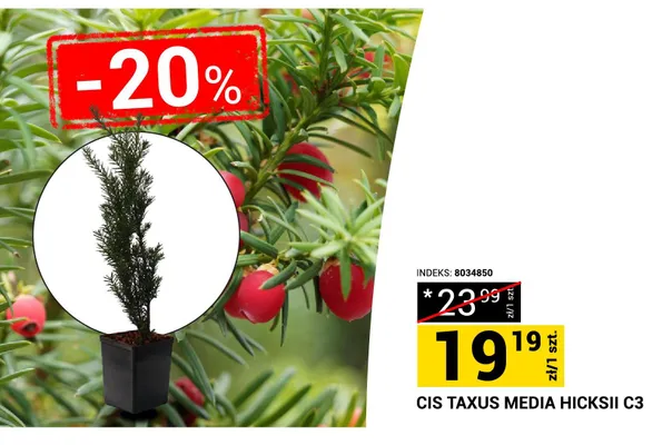 Cis Taxus Media Hicksii C3 promocja w Merkury Market