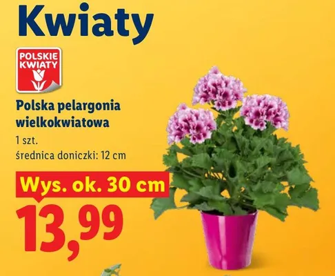 Polska pelargonia wielkokwiatowa promocja w Lidl